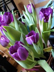 Jual Bibit Tanaman Murah