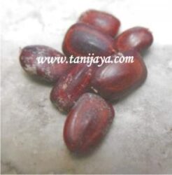 Jual Benih Trembesi Berkualitas Di Semarang