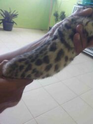 Kucing Kitten Bengal Malang