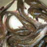 Foto: Pedagang Ikan Lele Di Jogja